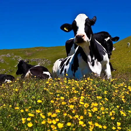 Alpenhof M&e * Bad Kleinkirchheim