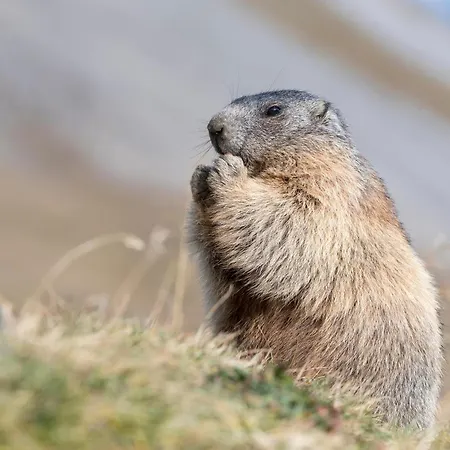 Alpenhof M&e Appartamento