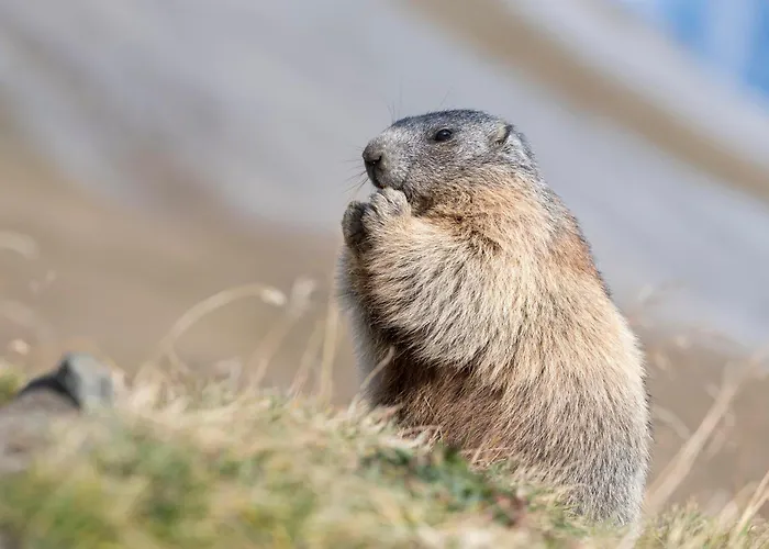 Alpenhof M&e Διαμέρισμα